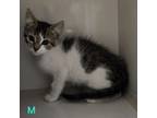 Adopt Rhodes Kitten 1 a Domestic Medium Hair