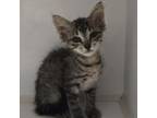 Adopt Rhodes Kitten 3 a Domestic Medium Hair