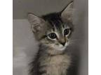 Adopt Rhodes Kitten 2 a Domestic Medium Hair