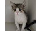 Adopt Rhodes Kitten 4 a Domestic Medium Hair