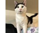 Adopt Bean a Turkish Van