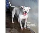 Adopt Robert a Pit Bull Terrier
