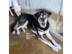 Adopt Hades a Shepherd
