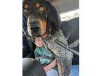 Adopt Rupey a Bluetick Coonhound