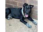 Adopt Beaux a Boxer, Australian Cattle Dog / Blue Heeler