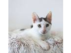 Adopt Big Purr a American Shorthair