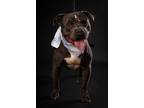 Adopt Zeus a Pit Bull Terrier