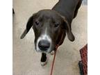 Adopt Brodie a German Shorthaired Pointer, Chocolate Labrador Retriever