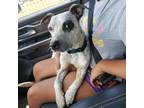 Adopt Ash a Pit Bull Terrier
