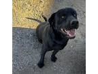 Adopt Blacky a Catahoula Leopard Dog