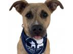 Adopt Buddy a Boxer, Shepherd