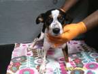 Adopt Dewey a Australian Cattle Dog / Blue Heeler