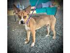 Adopt Rio a Boxer