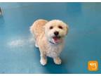 Adopt Sadie a Miniature Poodle