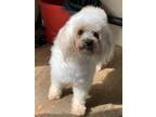 Adopt Molly a Miniature Poodle