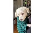 Adopt Fluffy a Miniature Poodle