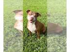 American Pit Bull Terrier DOG FOR ADOPTION RGADN-1088486 - Cinnamon - Pit Bull