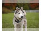 Mix DOG FOR ADOPTION RGADN-1088675 - Skylar *foster needed* - Husky (medium