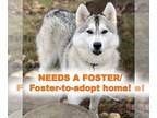 Mix DOG FOR ADOPTION RGADN-1089862 - RENFRI VELLGA - Husky (medium coat) Dog
