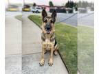 German Shepherd Dog DOG FOR ADOPTION RGADN-1091065 - Dottie - German Shepherd