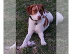 Brittany Mix DOG FOR ADOPTION RGADN-1092020 - TN/Penny - Brittany / Hound /