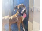 American Pit Bull Terrier-Bullmastiff Mix DOG FOR ADOPTION RGADN-1094401 - Nova