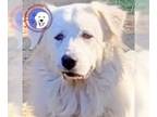 Great Pyrenees DOG FOR ADOPTION RGADN-1098155 - Madison - Great Pyrenees (long