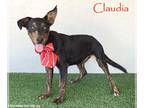 Miniature Pinscher Mix DOG FOR ADOPTION RGADN-1098483 - Claudia - Miniature