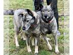 Norwegian Elkhound Mix DOG FOR ADOPTION RGADN-1098595 - Freida and Dallen -