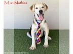Huskies Mix DOG FOR ADOPTION RGADN-1099386 - Mathias - Hound / Husky / Mixed