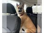 German Shepherd Dog-Siberian Husky Mix DOG FOR ADOPTION RGADN-1100816 - Bella -