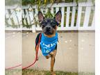 Miniature Pinscher DOG FOR ADOPTION RGADN-1103363 - Maddox *Courtesy Post* -