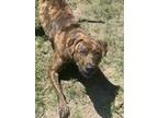 Adopt Mimi a Boxer