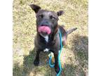 Adopt Butter a Pit Bull Terrier
