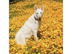 Adopt Zeal (Courtesy Listing) a White German Shepherd