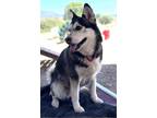 Adopt Aurora a Husky