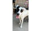 Adopt Salsa a Labrador Retriever