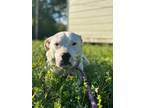 Adopt OAKLEY a Bull Terrier