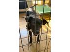 Adopt BEE a Bull Terrier