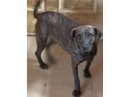 Adopt MAHI a Labrador Retriever