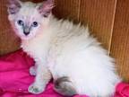 Bluepoint Himalayan Girl