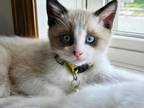 Ragamese Kittens Siamese Ragdoll Mix