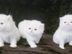 Solid White Persians