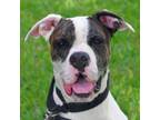 Adopt Sugar a Boxer