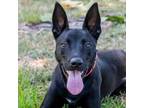 Adopt Puppy Piper a Labrador Retriever, Shepherd