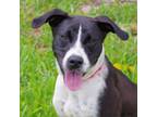 Adopt Star a Collie