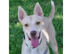 Adopt Puppy Kendra a Labrador Retriever, Shepherd