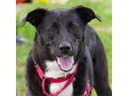 Adopt Alyssa a Shepherd, Labrador Retriever