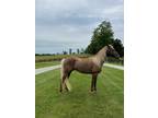 15.3 Chocolate Trail Horse