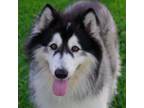 Adopt North a Alaskan Malamute